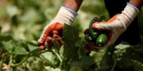 الزراعة لراية: إغلاقات الاحتلال تُغرق محصول الخيار وتُكبّد مزارعي جنين خسائر فادحة