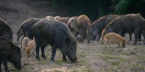 الخنازير البرية في الضفة الغربية.. هل هي جزء من التنوع الحيوي أم عدوة له؟ 
