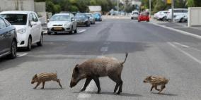 "الخنازير البرية".. هل هي عدوة التنوع الحيوي في فلسطين؟