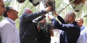 خاص| التمر الفلسطيني... ثروة زراعية تواجه تحديات الاحتلال وتنافس في 60 سوقًا عالميًا