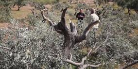 أريج: نحو 25 ألف دونم يمنع الاحتلال أصحابها من الوصول إليها لقطف الزيتون