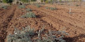 مستوطنون يقتلعون 850 شجرة زيتون وعنب جنوب الخليل