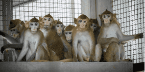 الولايات المتحدة تعتزم الحد من استخدام القردة في الأبحاث