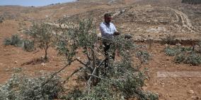 مستعمرون يقطعون عشرات أشجار الزيتون في مخماس شمال القدس