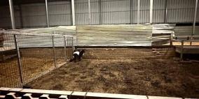 مستوطنون يعتدون على مواطنين ويسرقون 150 رأسا من الأغنام في دير دبوان