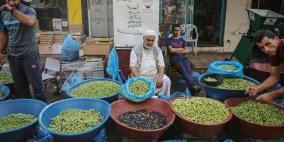 من 25 ألف طن إلى 7 آلاف فقط: مسابقة الزيتون الذهبي تكشف واقع موسم الزيت في فلسطين