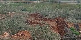 الاحتلال يقتلع مئات أشجار الزيتون شمال سلفيت