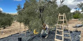 خاص| بين الإزهار والعقد… كيف تؤثر الأجواء الخماسينية على محصول الزيتون؟