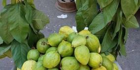 15 ألف طن هذا العام.. ماذا تعرف عن جوافة قلقيلية؟