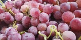 الخليل تحتفل بعنبها 