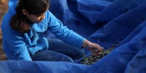 "البعارة".. موسم زيتون الأطفال