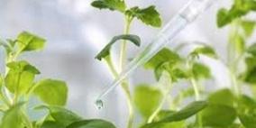 بكتيريا مطورة تتغلب على النباتات في عملية التمثيل الضوئي!