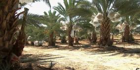 نخيل فلسطين تُعين السيد مصطفى حسن مديراً عاماً للشركة