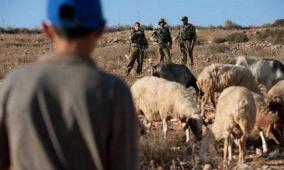 قوات الاحتلال تطارد رعاة الاغنام في كيسان شرق بيت لحم