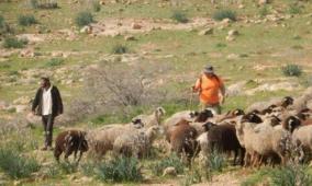 مستوطنون يطلقون مواشيهم بين مساكن ومزروعات المواطنين في شلال العوجا