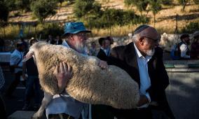 محافظة القدس تحذّر من محاولات مستوطنين إدخال القرابين إلى الأقصى