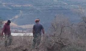 340 اعتداء نفذها الاحتلال و المستوطنون  ضد موسم الزيتون الحالي أكثرها في رام الله