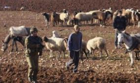 مستوطنون يرعون مواشيهم في أراضي المواطنين جنوب المغير