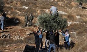 أوتشا: موسم الزيتون بالضفة شهد أعلى مستوى من هجمات المستوطنين