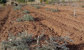 الاحتلال يخطر باقتلاع أشجار زيتون في نعلين غرب رام الله