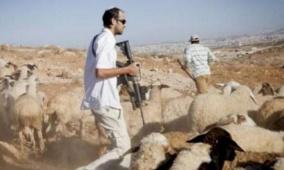 مستوطنون يقتلون رأس ماشية ويلاحقون الرعاة في منطقة جباريس بالأغوار 