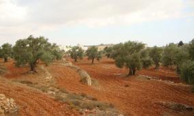 الاحتلال يصدر قرارا عسكريًا لإزالة أشجار في كفر مالك شرق رام الله