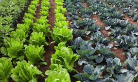 خاص| رشيدة بركة.. من نزوح مخيم طولكرم إلى مشروع زراعي يصنع الأمل