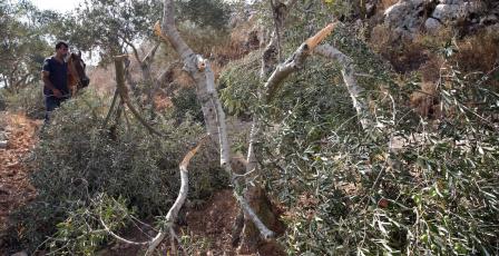 مستعمرون يقطعون 21 شجرة زيتون في المغير شرق رام الله