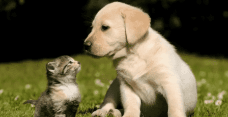 إلى أي مدى يمكن أن يتأثر البعض بفقدان حيواناتهم الأليفة؟