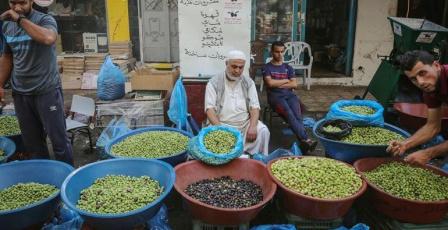 من 25 ألف طن إلى 7 آلاف فقط: مسابقة الزيتون الذهبي تكشف واقع موسم الزيت في فلسطين