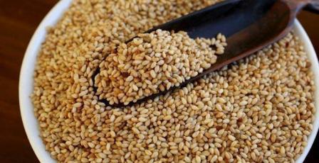 جامعة القدس المفتوحة تفوز بتمويل دولي لتحسين الصفات الوراثية للسمسم