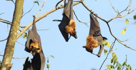 فيروس نيباه القاتل يظهر في الهند.. ما أعراضه وأسبابه وكيف ينتقل إلى البشر؟