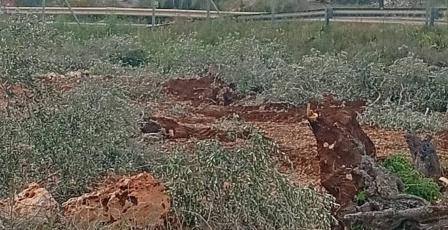 الاحتلال يقتلع مئات أشجار الزيتون شمال سلفيت