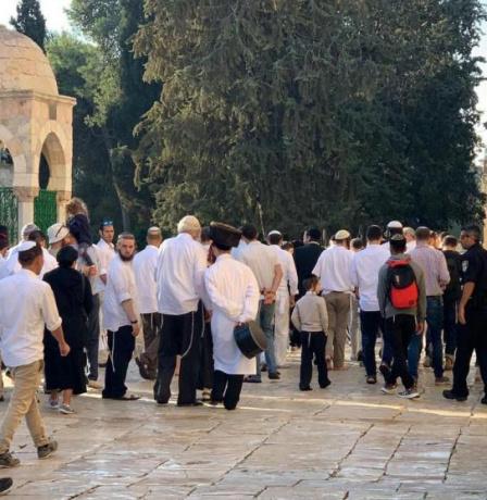 241 مستوطنا يقتحمون المسجد الأقصى