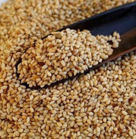 جامعة القدس المفتوحة تفوز بتمويل دولي لتحسين الصفات الوراثية للسمسم