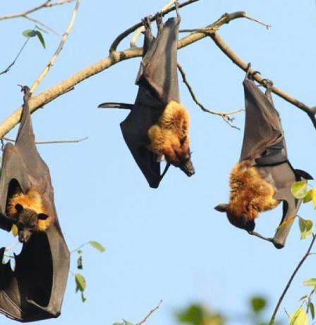 فيروس نيباه القاتل يظهر في الهند.. ما أعراضه وأسبابه وكيف ينتقل إلى البشر؟