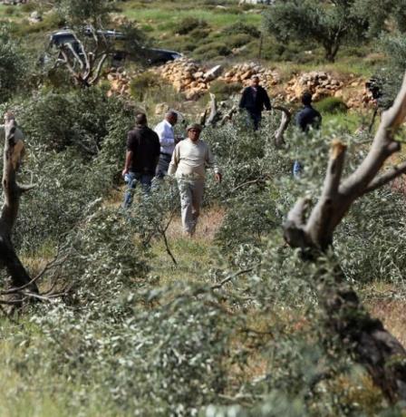 قوات الاحتلال تقتلع حوالي 200 شجرة كرمة في الخضر جنوب بيت لحم