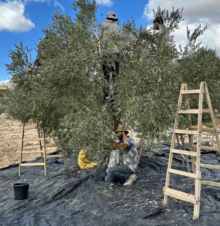 خاص| بين الإزهار والعقد… كيف تؤثر الأجواء الخماسينية على محصول الزيتون؟