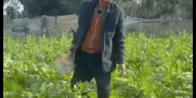 خاص| بين الدمار والأمل… مزارع غزي يعيد الحياة لأرضه