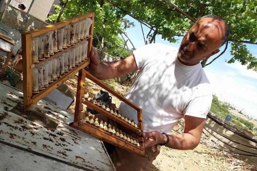 أشهر نحالي فلسطين...من لسعة نحلة