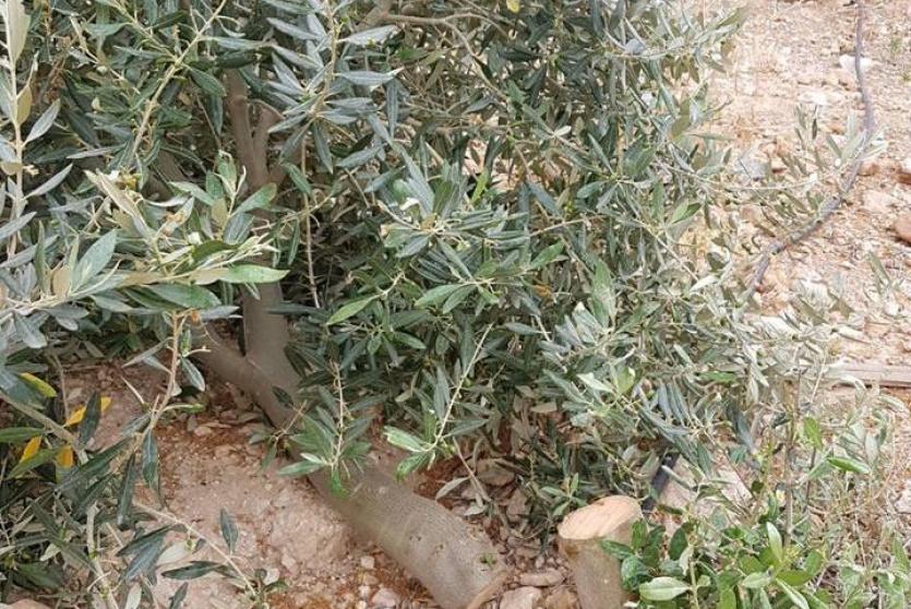 اشجار زيتون تم اقتلاعها في الاغوار اليوم