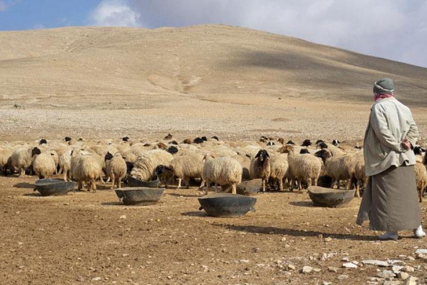 اغنام