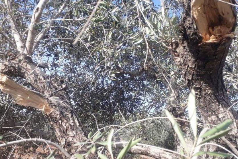 تكسير أشجار زيتون في قرية أم صفا