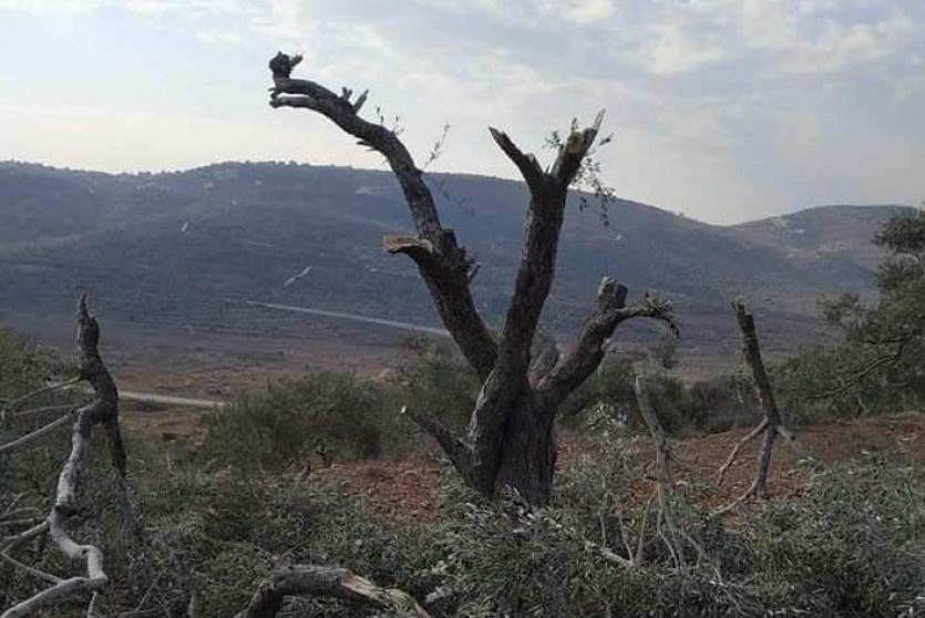 مستوطنون يقطعون اشجار زيتون