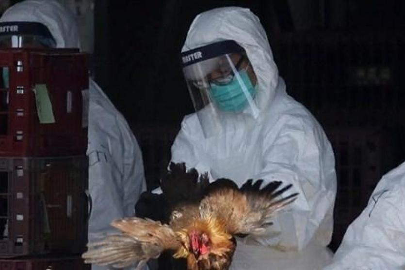الصين تعدم 17 ألف طير من الدواجن بسبب إنفلونزا الطيور