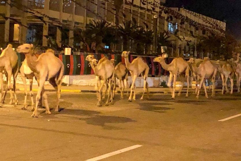 الجمال سيقت في شوارع طرابلس