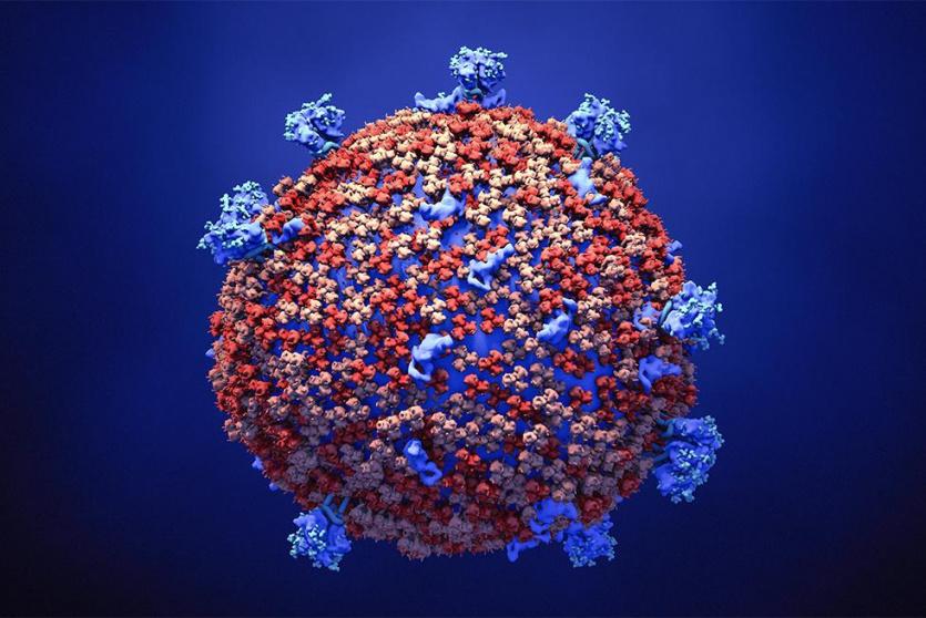 مقال علمي: كيف تهاجم فايروسات كورونا جسم الانسان ؟