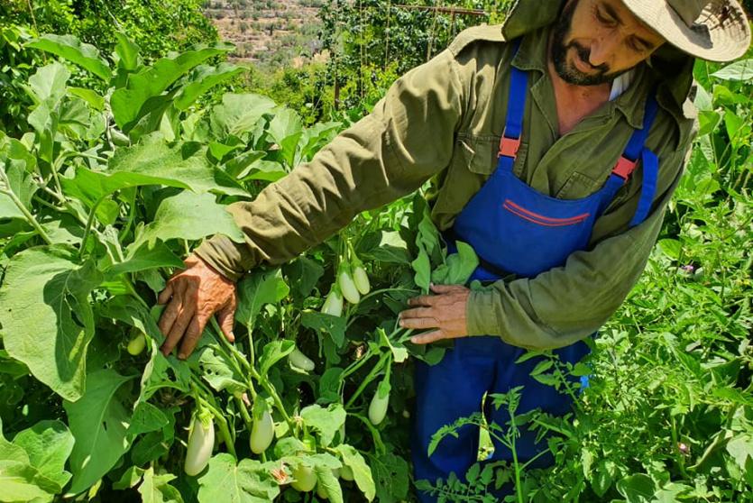 سعد داغر أمام إنتاجه من الباذنجان السويدي الأبيض