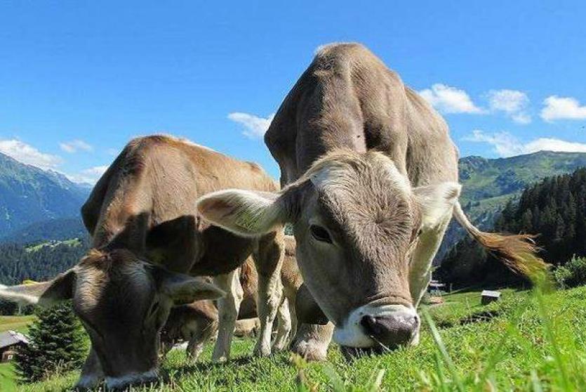 أبقار في الريف البريطاني