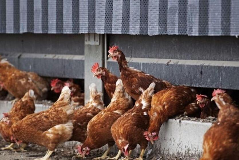 انفلونزا الطيور